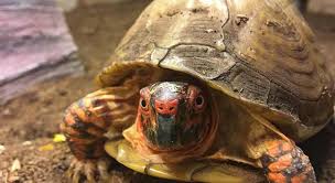 Box Turtle Growth Rate How Fast Do Box Turtles Grow