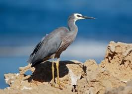 Diet includes fish and small birds. White Faced Heron Birdlife Australia