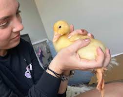 Nap time for Bo and Ivy!!! 🦆💤🦆💤😍🤗❤️❤️ Ivys standing and sleeping and  Bo is laying down sleeping lol. I thought they looked so cute! ❤️❤️