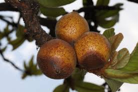 Image result for Sabicea dinklagei