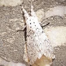 Image result for Pygaera timon