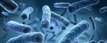 Image result for Legionella