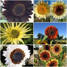 Bibit tanaman bunga matahari russian giant sunflower benih bibit. Kebun Bunga Matahari Jombang Posts Facebook