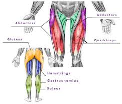 Each head has its own name, so let's say hello real quick. The Major Muscle Groups Of Legs By Adductors Abductors Quadriceps Download Scientific Diagram