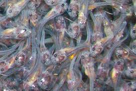 Channel cats grow fast in ponds and provide excellent recreation for anglers of all ages. Ph Field Measurements Improve Catfish Fry Survival Global Aquaculture Advocate
