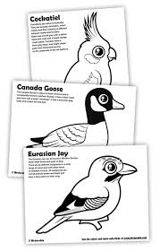 Enjoy these free geese coloring pages to color, paint or crafty educational projects for young children, preschool, kindergarten and early elementary. New Coloring Pages Cockatiel Eurasian Jay Canada Goose In Free Downloads Coloring Pages Fun Stuff