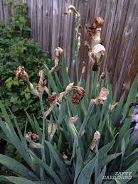 When to plant for best results, plant iris rhizomes in july, august or september. When To Cut Back Irises For Healthier More Attractive Plants
