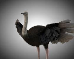 Ostrich 3d Model On Cubebrush Co In 2020 Ostrich Bird 3d Model Low Poly 3d Models