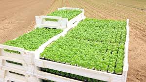 Ministerul Agriculturii È™i DezvoltÄƒrii Rurale Euractiv