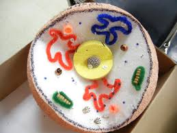 Last month, my 6th grader studied plant and animal cells and their parts in science. How Can You Make A Model Of A Cell