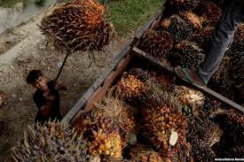 Gaji panen sawit di malaysiaподробнее. Meski Indonesia Jadi Produsen Terbesar Dunia Data Kelapa Sawit Masih Mengacu Pada Malaysia