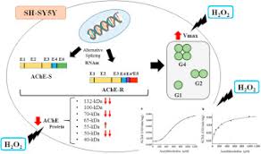 Hydrogen Peroxide Modifies Both Activity And Isoforms Of