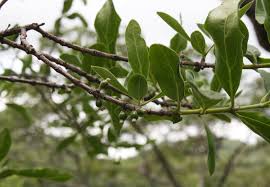 Image result for Tricalysia niamniamensis