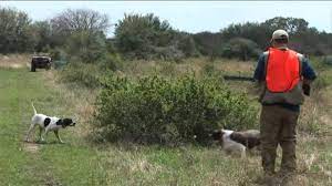 Pheasant Hunting At It's Best - Top Flight Hunting Preserve - Youtube