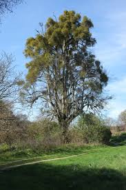 Image result for Viscum