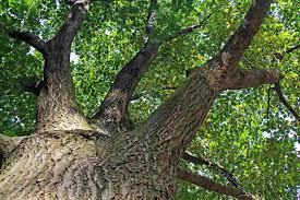 Its leaves vary in shape, with some looking like holly leaves. Major Common Oak Species Of North America