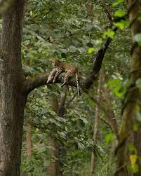 leopard with kill bhadra follow bigcatsindia for more to view more wildlife images animal photography wildlife big cats wild cats