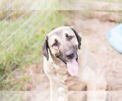 We have a litter of purebred turkish kangal puppies born october 30,2020. Puppyfinder Com Kangal Dog Puppies Puppies For Sale And Kangal Dog Dogs For Adoption In Usa Page 1 Displays 10