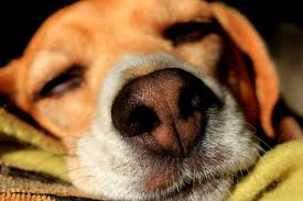 Maybe you would like to learn more about one of these? My Dog Died At Home What Should I Do The First Time Dog Owner Guide