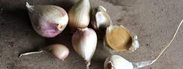 We did not find results for: Bulbils Corms And Free Garlic Two Thirsty Gardeners