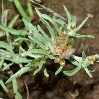 Image result for Gnaphalium unionis