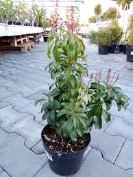 Image result for Pieris japonský obrázek