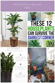 Tropical House Plants Identifying Common Low Light Buy Indoorbuy Common House Bu Buy Common House Identi In 2020 Tropical House Plants Common House Plants Plants