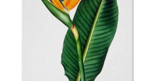 Transparent Bird Of Paradise Flower Drawing Bird Of Paradise Print 1 Tropical Botanical Poster Zazzle Com Birds Of Paradise Flower Botanical Poster Botanical Illustration
