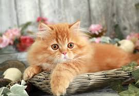 As you may be starting to guess the answer is yes! 19 Orange Persian Kittens For Sale Pics Cute Siberian Kittens