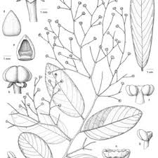 Image result for Farquharia elliptica