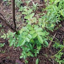 Image result for Triraphis schinzii