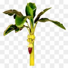 From book plants in room, prague, 1898. Banana Tree Clipart Transparent Png Clipart Images Free Download Clipartmax