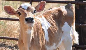 Breed Profile The Jersey Stands Out Among Dairy Cows Hobby Farms