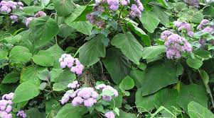 Image result for Bartlettina