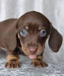 Beautiful Chocolate Dachshund Puppy Puppies Chocolate Dachshund Dachshund Puppy