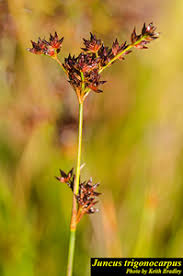 Image result for Juncus punctorius