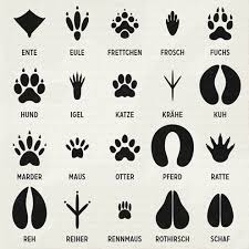 Waldtiere tierspuren zum ausdrucken kostenlos / : Fur Unser Lily Lux Notizbuch Hoffmann Campe 2010 Habe Ich Spuren Von Verschiedenen Tieren Wie Adler Biber Braunbar Tierspuren Tiere Illustration Design