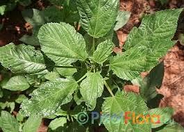 Image result for Corchorus olitorius