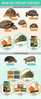 Tortoise Food
