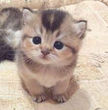 Pin Cute Cats Cartoon Wallpaper Follow Kittens Cutest Cute Animals Cute Baby Cats