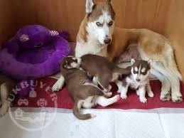 The decisions you make about care and training during the early life. Male And Female Siberian Husky Puppies For Adoption Dogs Derby Uk Buyer Animals Classified Ads In Britain
