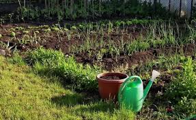 Lucrari in gradina in sezonul rece: Pin On Caciun