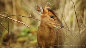 Check out our muntjac deer selection for the very best in unique or custom, handmade pieces from our shops. Hark The Muntjac Barks Its Heart Out The Hindu