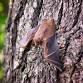 Citizen Science: Bat Roost Count