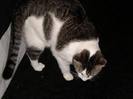 Ucretsiz Oyun Oynayan Kedi Stok Fotograf Freeimages Com