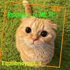 Ricordati Di Me Gatto Con Occhi Dolci Vignetta Gattini Gatti Cuccioli Carini