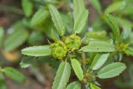 Image result for Sida ovata