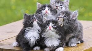 Image result for wallpaper for desktop background cool