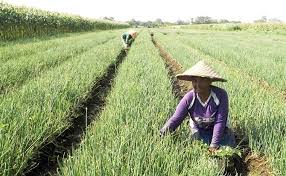 √ 5 cara menanam singkong terlengkap; Biaya Tanam Mahal Harga Jual Murah