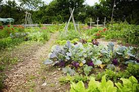 Under these climatic conditions, plant soil metabolism is low; How To Prepare A Fall Vegetable Garden